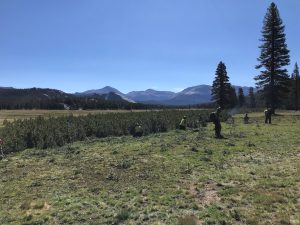 Tuolumne Meadows Faces Challenges As Lodgepole Pine Advances