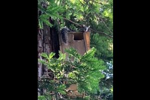Squirrels: Neighbors in Need