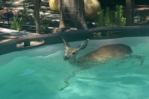 Doe pulled out of pool by Tuolumne County Animal Control