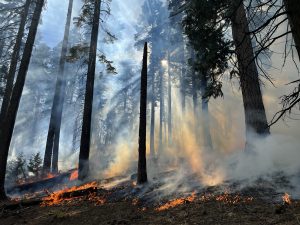 Dry Meadow Prescribed Burn in STF