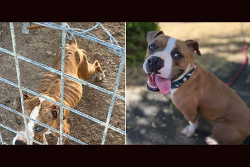 Hera before and after being rehabilitated