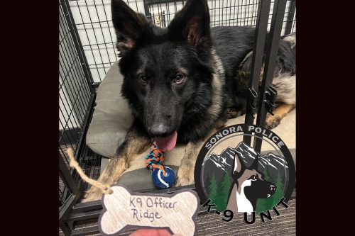 SPD K9 Officer Ridge back on patrol