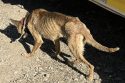 Second case of animal abuse in Mariposa County where deputies found severely malnourished dogs