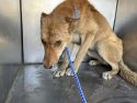 Second case of animal abuse in Mariposa County where deputies found severely malnourished dogs