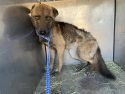 Second case of animal abuse in Mariposa County where deputies found severely malnourished dogs
