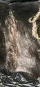 Soars on dog found on Mariposa County property