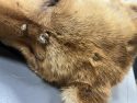 Ticks and flees found on dogs seized on Mariposa County property