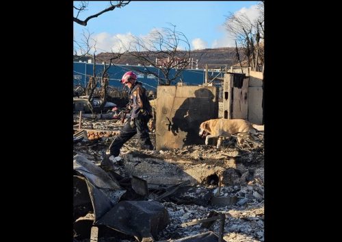 Rescue efforts in Maui after wildfires