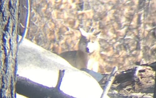 Gray Wolf Sighting In California - CDFW Image