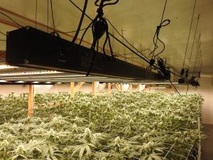 Burson Marijuana Bust