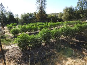 Calaveras County Raids Uncover Illegal Marijuana Cultivation Sites