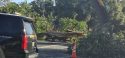 Downed tree on Hwy 49 - photo by Russ Hamilton
