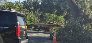 Downed tree on Hwy 49 - photo by Russ Hamilton