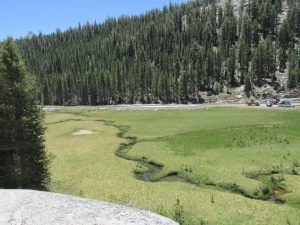Restoration Efforts Continue At Pothole Thumb Meadow In Yosemite