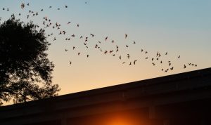 Bats Are Gardeners’ Friends