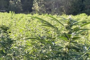 Pot plants found at illegal grow in Calaveras County