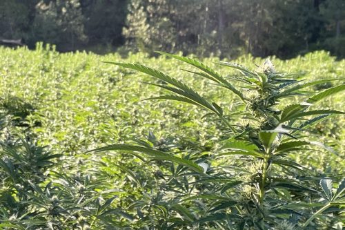 Pot plants found at illegal grow in Calaveras County
