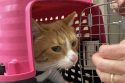 Cat in a cage for transport