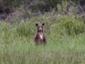 Tuolumne Meadows female bear and cubs.
