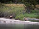 Tuolumne Meadows female bear and cubs.