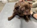 Dog with eye and ear injury found on rural La Grange property after being treated by a veterinarian