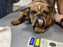 Dog with eye infections found on rural La Grange property