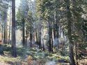 Quarry Fire