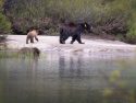 Black bear and cub -- Photo taken by: Irene Reti
