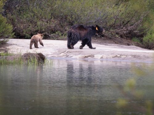 Black bear and cub -- Photo taken by: Irene Reti