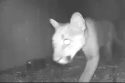 Mountain lion recently sighted in the Phoenix Lake area of Tuolumne County