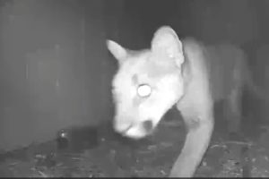 Mountain lion recently sighted in the Phoenix Lake area of Tuolumne County