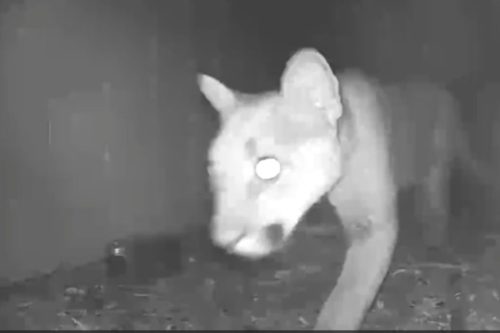 Mountain lion recently sighted in the Phoenix Lake area of Tuolumne County