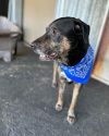 Otis at the Tuolumne County Animal Control ready for adoption