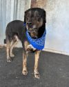 Otis at the Tuolumne County Animal Control ready for adoption