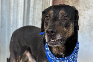 Otis at the Tuolumne County Animal Control ready for adoption