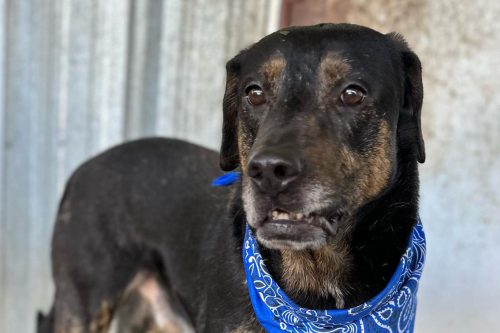 Otis at the Tuolumne County Animal Control ready for adoption
