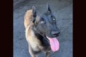 Belgian Malinois named Major - TCAC photo