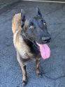 Belgian Malinois named Major - TCAC photo