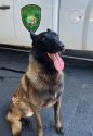 Belgian Malinois named Major.jpg-2