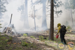 Controlled burn in Calaveras Big Trees State Park -- park photo