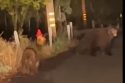 Momma bear and cub on Knowles Hill Drive in downtown Sonora 10-23-2023