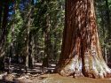 Mariposa Grove in Yosemite National Park -- U.S. Forest Service photo