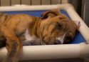 Beds the TCAC is asking for help in purchasing -- TCAC photo