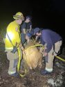 Cow stuck in mud El Dorado County -- Cal Fire AEU photo