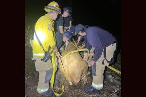 Cow stuck in mud El Dorado County -- Cal Fire AEU photo