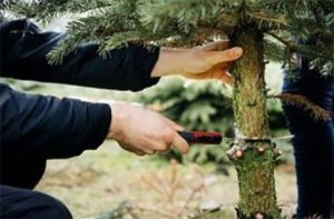 Cutting down a Christmas tree