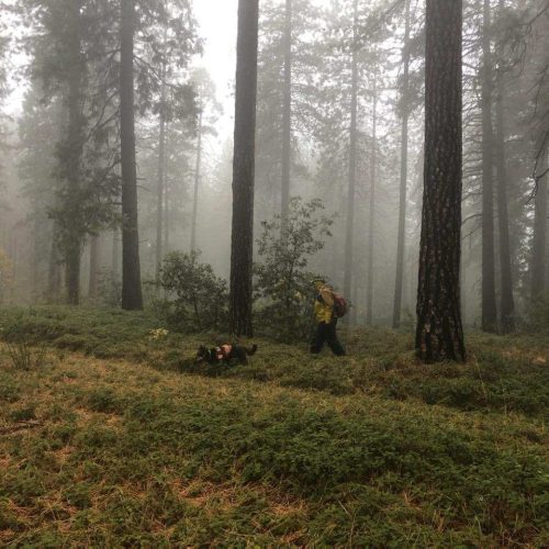 K9 unit searching in the Arnold Rim Trail area Trail area for missing hiker Ann Herford -- CCSO photo