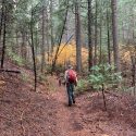 K9 unit searching in the Arnold Rim Trail area Trail area for missing hiker Ann Herford -- CCSO photo