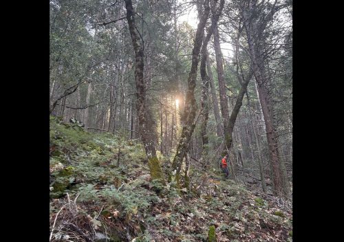Search for missing hiker in Arnold