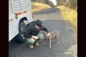 One of three dogs found abandoned on Rock River Road in the Jamestown area of Tuolumne County -- TCAC photo